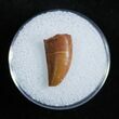 Dromaeosaur/Raptor Tooth From Morocco #2030-1